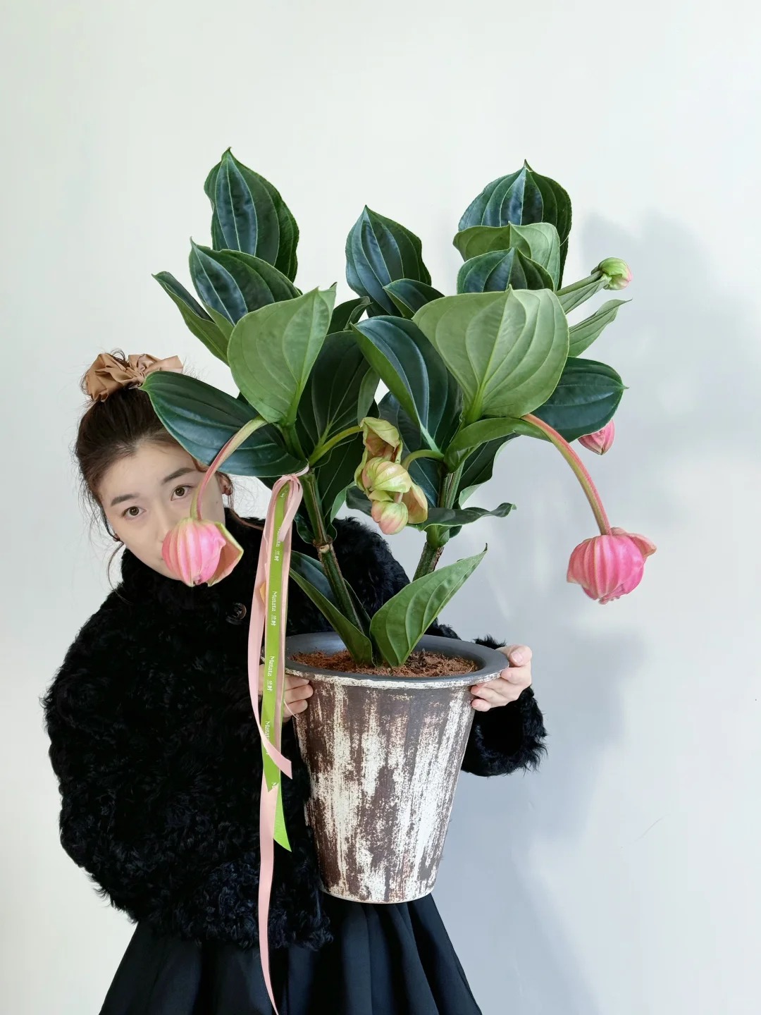 Giới chơi cây đang mê tít hoa bảo liên đăng: Loài hoa hồng rủ như đèn chùm, giúp phòng khách sang như resort- Ảnh 43.