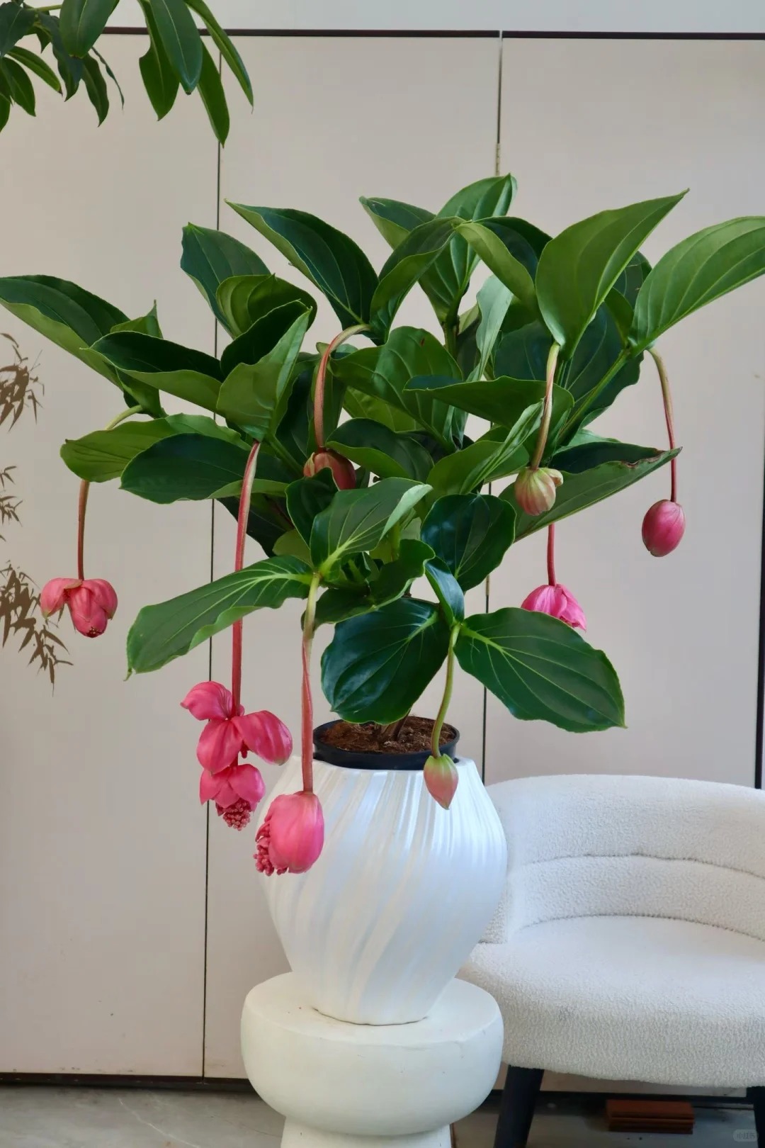 Giới chơi cây đang mê tít hoa bảo liên đăng: Loài hoa hồng rủ như đèn chùm, giúp phòng khách sang như resort- Ảnh 8.