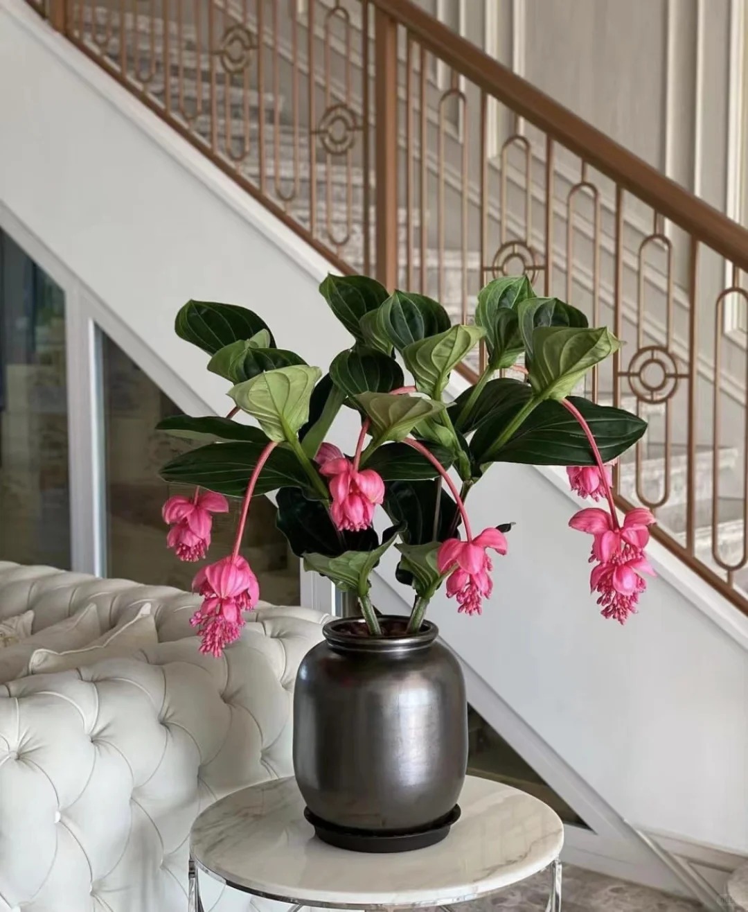 Giới chơi cây đang mê tít hoa bảo liên đăng: Loài hoa hồng rủ như đèn chùm, giúp phòng khách sang như resort- Ảnh 3.