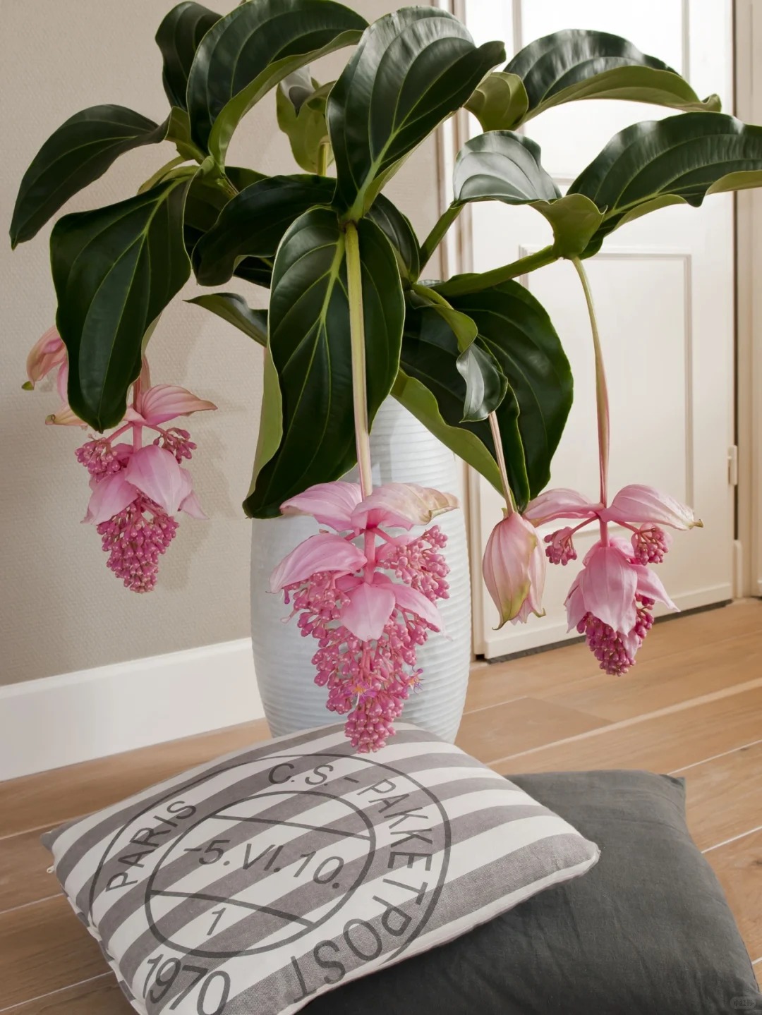 Giới chơi cây đang mê tít hoa bảo liên đăng: Loài hoa hồng rủ như đèn chùm, giúp phòng khách sang như resort- Ảnh 4.