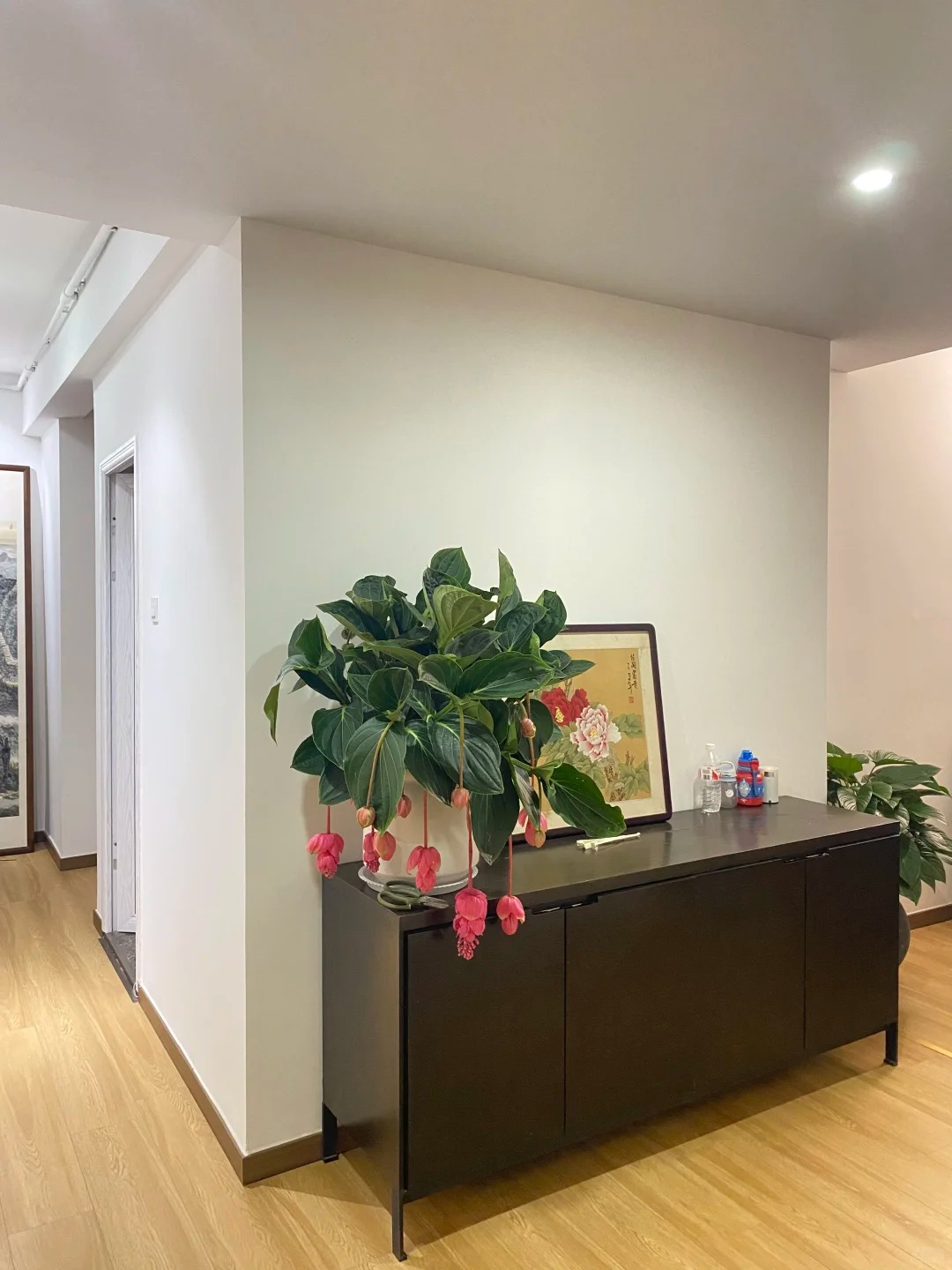 Giới chơi cây đang mê tít hoa bảo liên đăng: Loài hoa hồng rủ như đèn chùm, giúp phòng khách sang như resort- Ảnh 39.