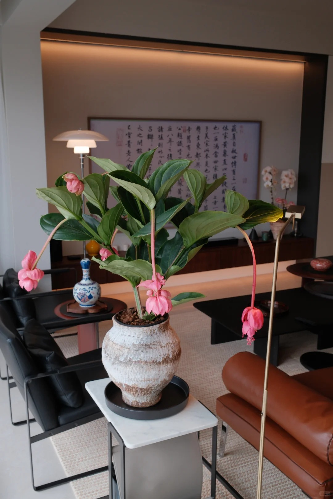 Giới chơi cây đang mê tít hoa bảo liên đăng: Loài hoa hồng rủ như đèn chùm, giúp phòng khách sang như resort- Ảnh 35.