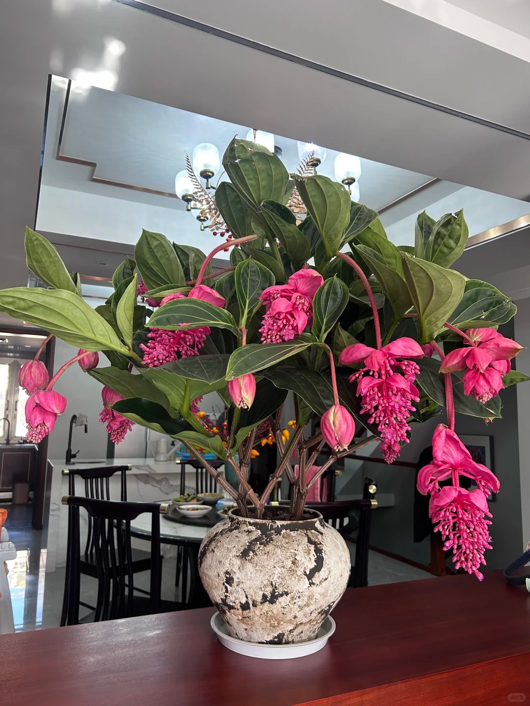 Giới chơi cây đang mê tít hoa bảo liên đăng: Loài hoa hồng rủ như đèn chùm, giúp phòng khách sang như resort- Ảnh 34.