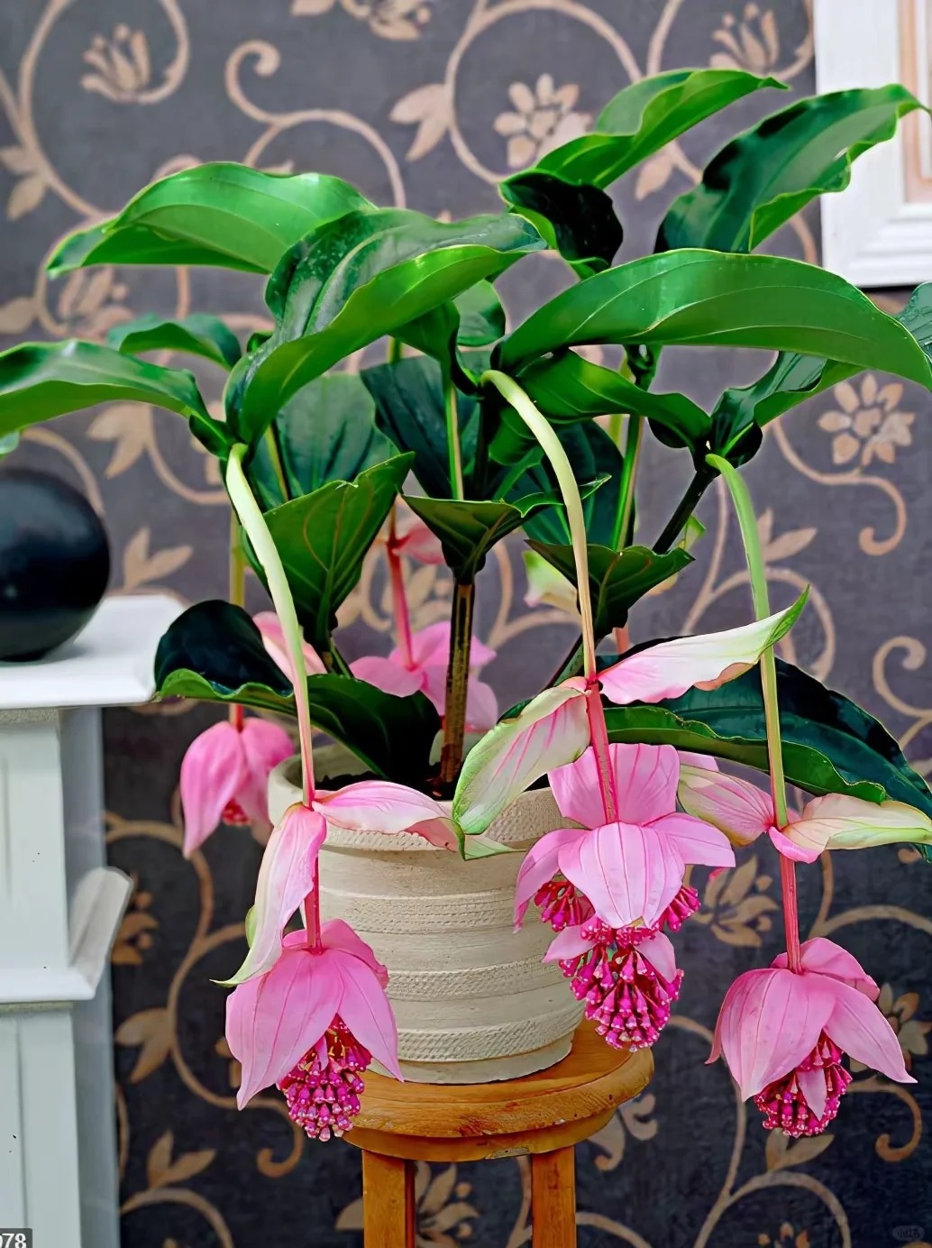 Giới chơi cây đang mê tít hoa bảo liên đăng: Loài hoa hồng rủ như đèn chùm, giúp phòng khách sang như resort- Ảnh 28.