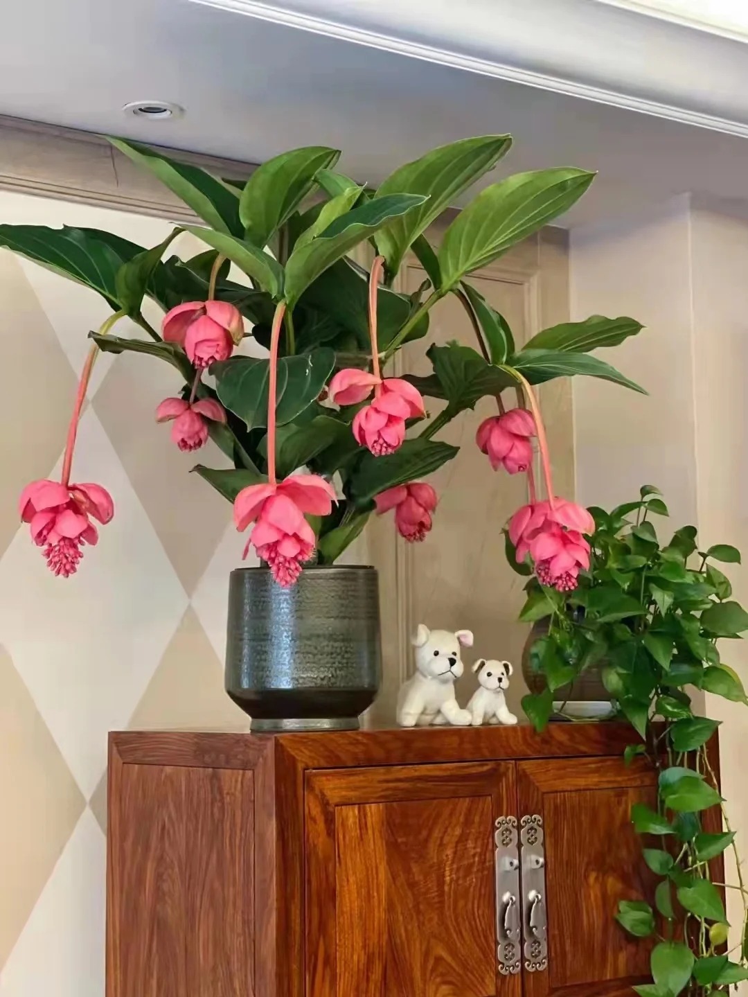 Giới chơi cây đang mê tít hoa bảo liên đăng: Loài hoa hồng rủ như đèn chùm, giúp phòng khách sang như resort- Ảnh 7.