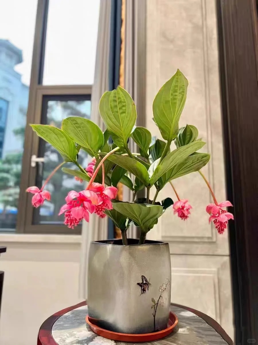 Giới chơi cây đang mê tít hoa bảo liên đăng: Loài hoa hồng rủ như đèn chùm, giúp phòng khách sang như resort- Ảnh 36.