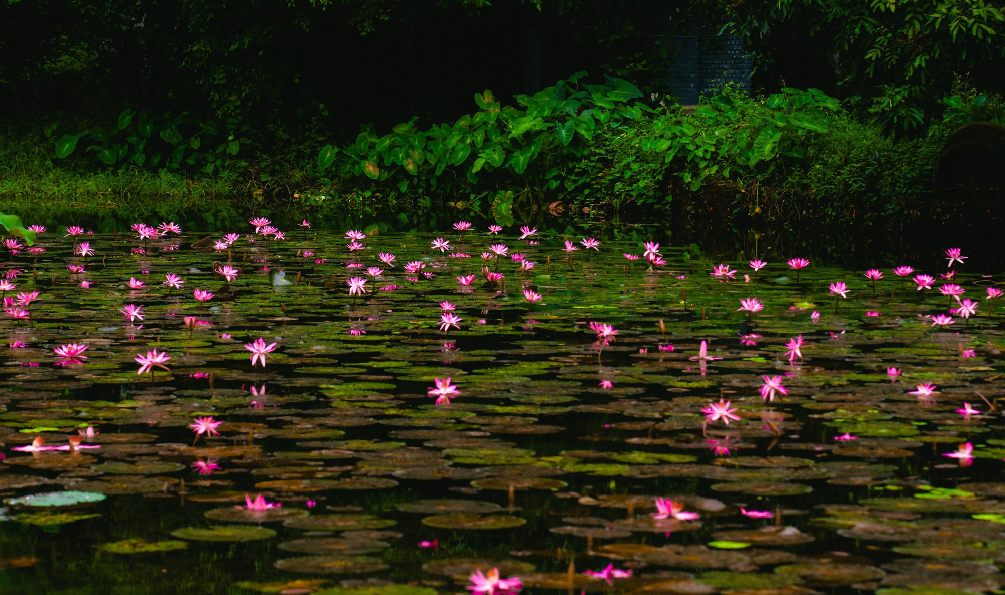 Tam Cốc ngọt lịm mùa hoa súng- Ảnh 11.