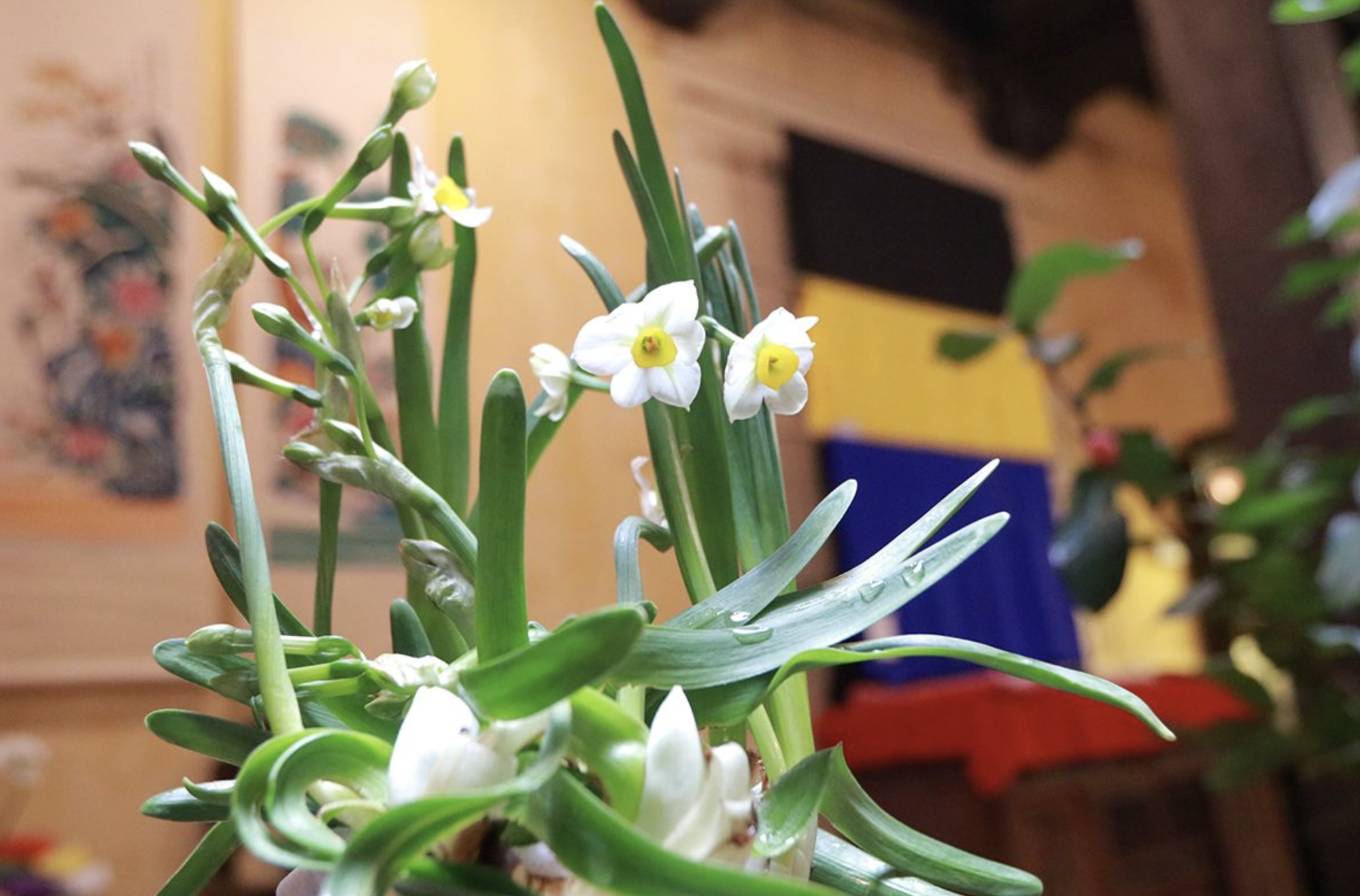 Loại cây vừa đẹp mắt vừa đuổi chuột cực tốt: Người Việt biết trồng từ trăm năm trước- Ảnh 1. Loại cây vừa đẹp mắt vừa đuổi chuột cực tốt: Người Việt biết trồng từ trăm năm trước- Ảnh 1.