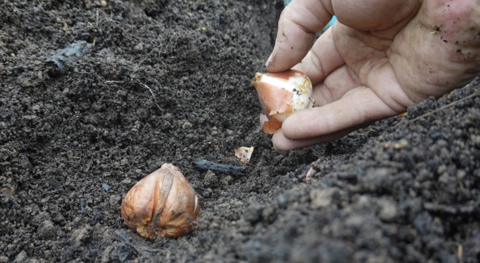 Loại cây vừa đẹp mắt vừa đuổi chuột cực tốt: Người Việt biết trồng từ trăm năm trước- Ảnh 3. Loại cây vừa đẹp mắt vừa đuổi chuột cực tốt: Người Việt biết trồng từ trăm năm trước- Ảnh 3.