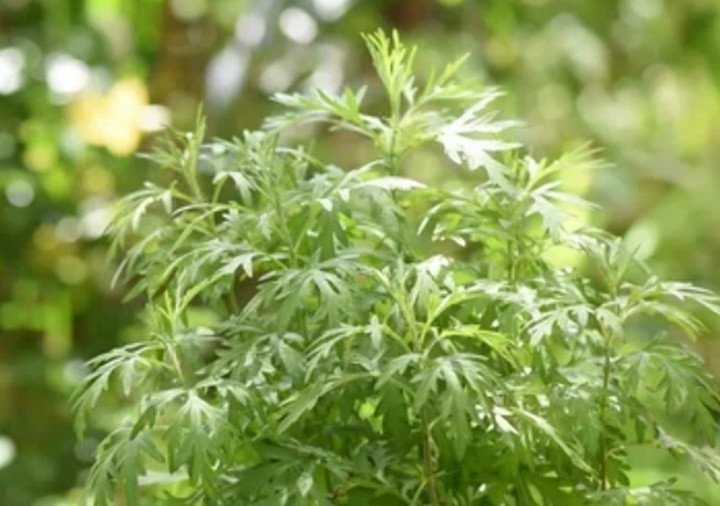 Người Trung Quốc thường trồng cây này trước cửa để ngăn rắn vào nhà: Người Việt thường mua chơi Tết- Ảnh 5. Người Trung Quốc thường trồng cây này trước cửa để ngăn rắn vào nhà: Người Việt thường mua chơi Tết- Ảnh 5.