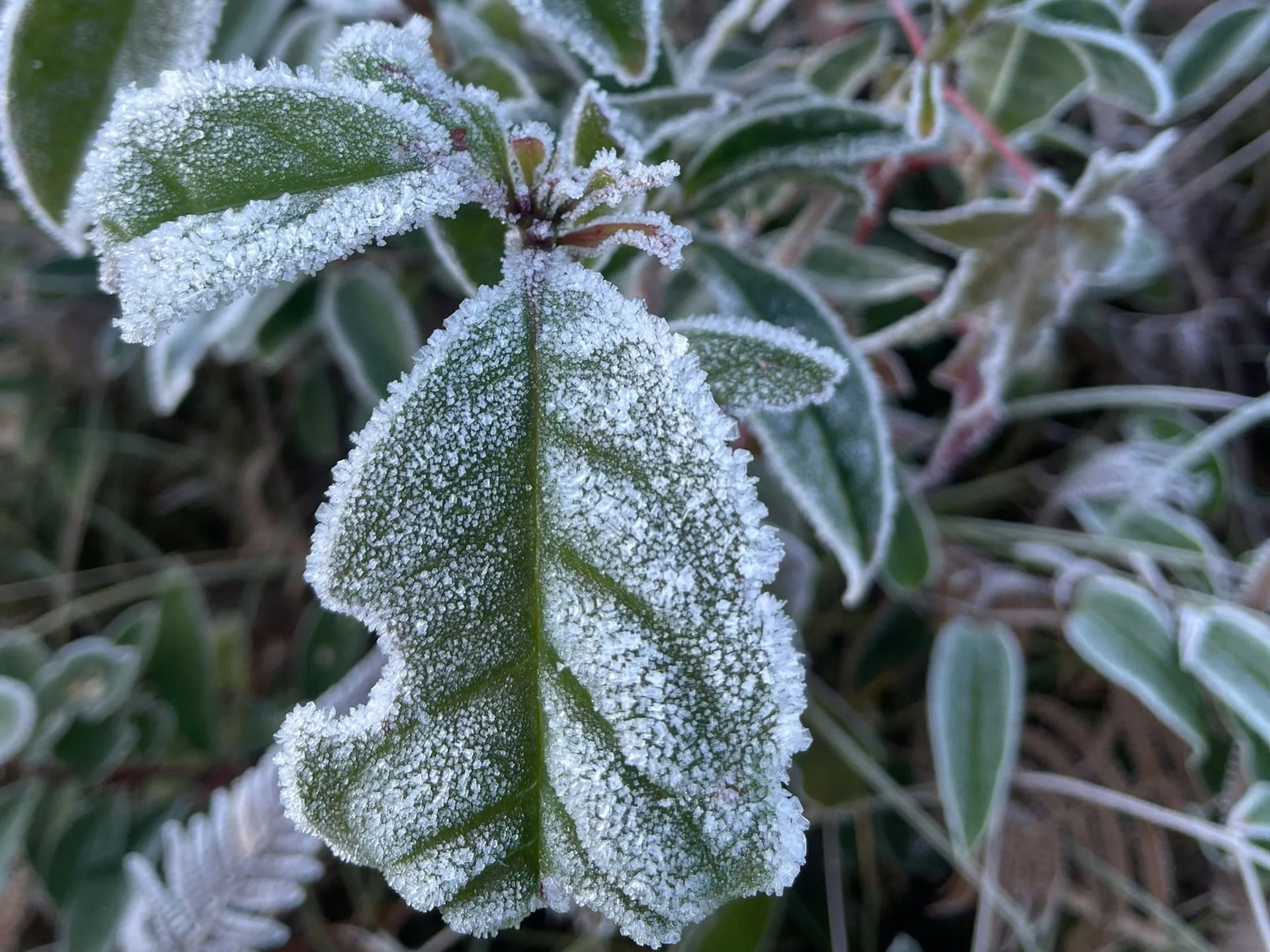Lào Cai: Băng giá trắng xóa 'bao phủ' bản làng ở Y Tý- Ảnh 3.