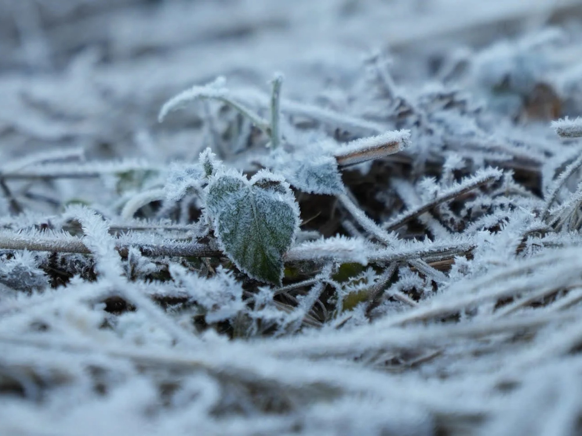 Lào Cai: Băng giá trắng xóa 'bao phủ' bản làng ở Y Tý- Ảnh 4.