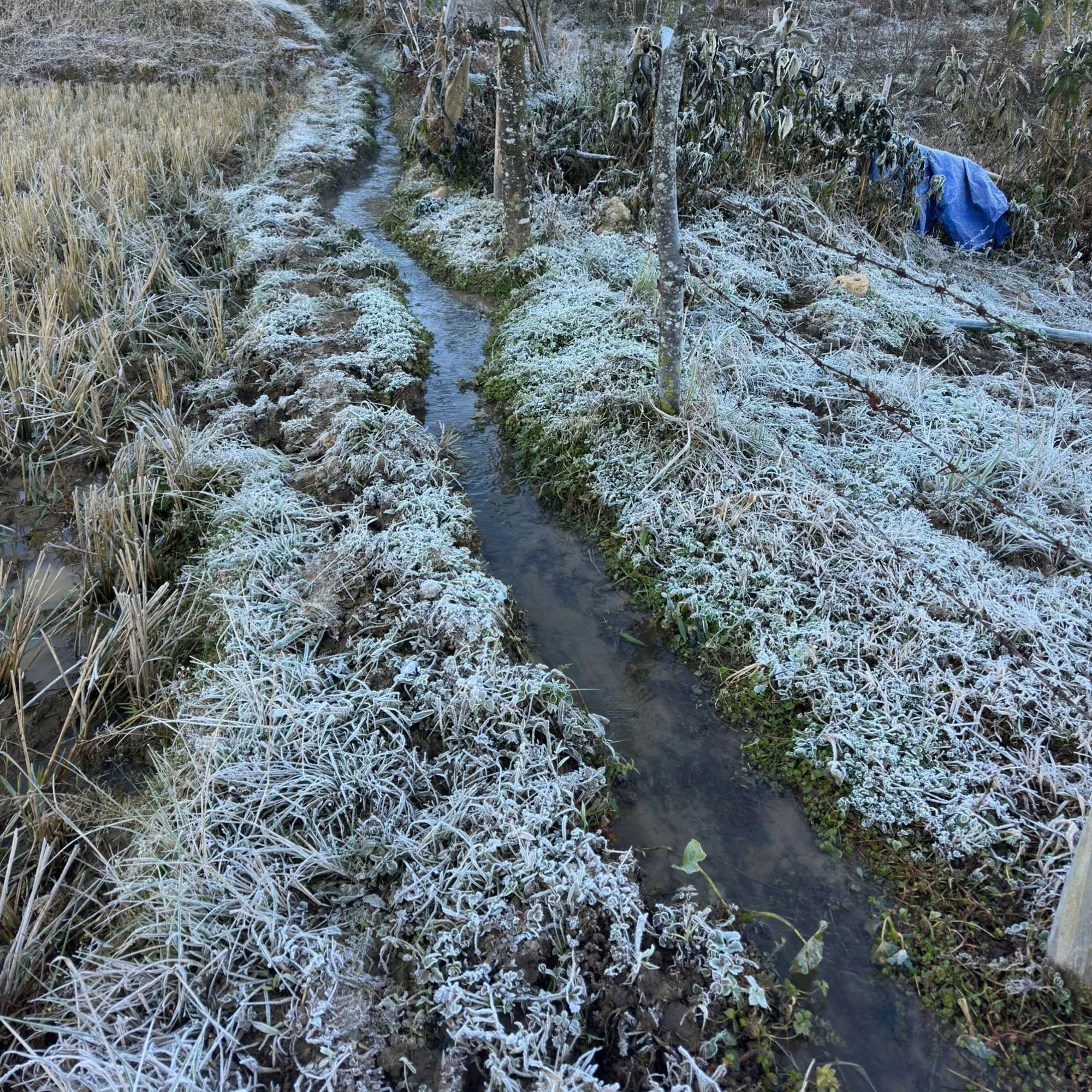 Lào Cai: Băng giá trắng xóa 'bao phủ' bản làng ở Y Tý- Ảnh 6.