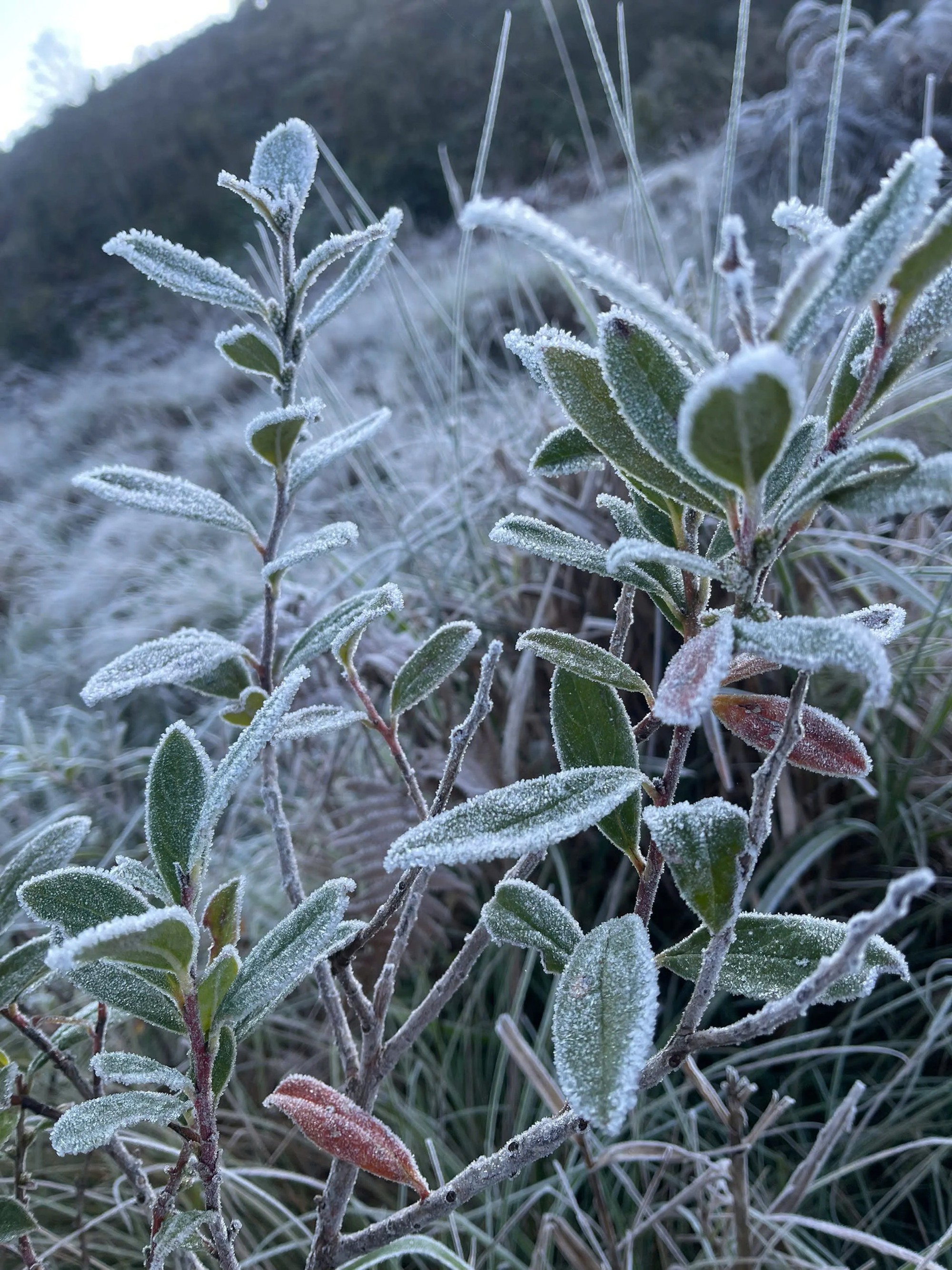 Lào Cai: Băng giá trắng xóa 'bao phủ' bản làng ở Y Tý- Ảnh 9.