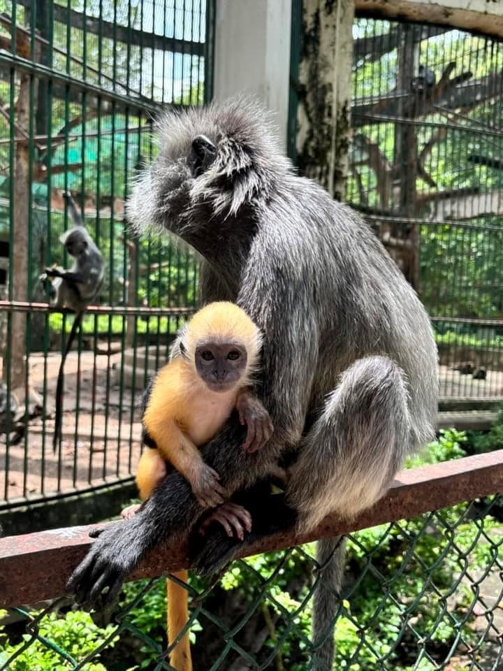 Từng suýt đóng cửa vì nợ thuế 850 tỷ đồng, vườn thú 160 năm tuổi bất ngờ thông báo có lãi hơn 4,8 tỷ: Vé vào cổng chiếm hơn 60% tổng doanh thu- Ảnh 4.