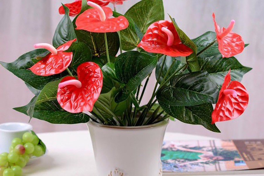 Loài cây giúp gia chủ Loài cây giúp gia chủ