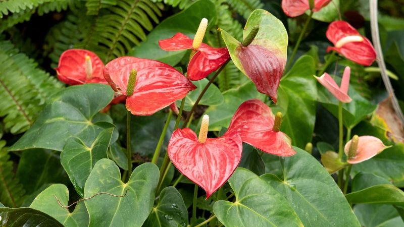 Loài cây giúp gia chủ Loài cây giúp gia chủ