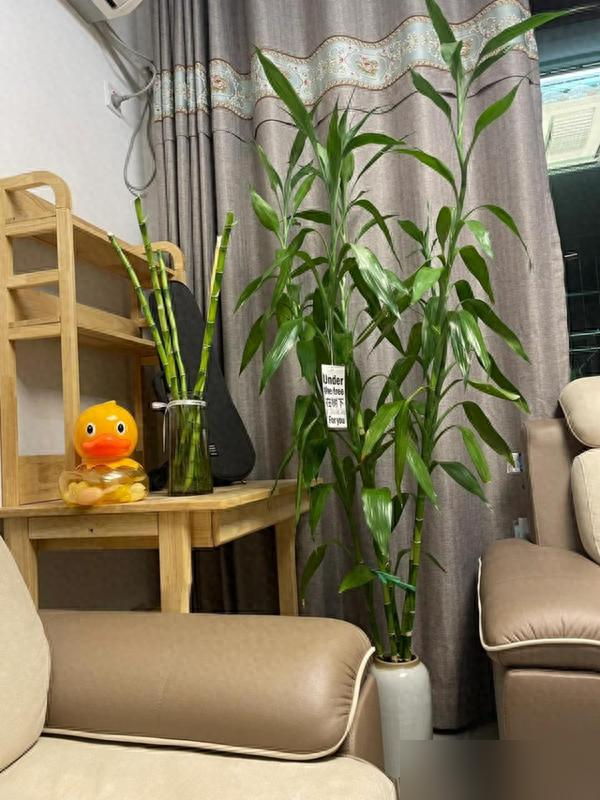 Cây trúc may mắn bị “cấm cửa” vì 4 lý do này: Hãy nghe lời khuyên của tôi - đừng trồng nó nữa!- Ảnh 2.