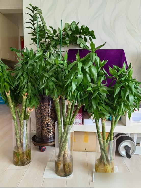 Cây trúc may mắn bị “cấm cửa” vì 4 lý do này: Hãy nghe lời khuyên của tôi - đừng trồng nó nữa!- Ảnh 1.