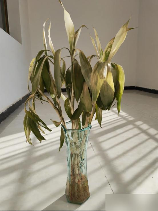 Cây trúc may mắn bị “cấm cửa” vì 4 lý do này: Hãy nghe lời khuyên của tôi - đừng trồng nó nữa!- Ảnh 4.