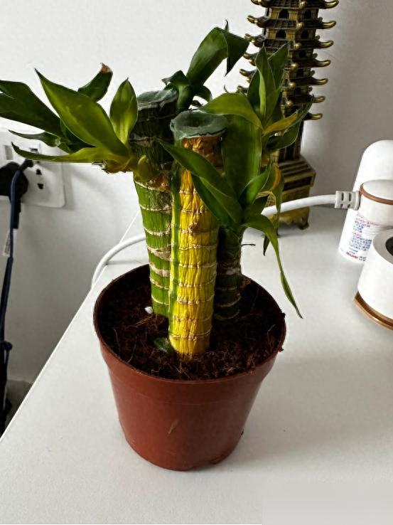 Cây trúc may mắn bị “cấm cửa” vì 4 lý do này: Hãy nghe lời khuyên của tôi - đừng trồng nó nữa!- Ảnh 3.