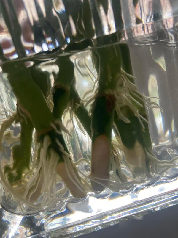 Cây trúc may mắn bị “cấm cửa” vì 4 lý do này: Hãy nghe lời khuyên của tôi - đừng trồng nó nữa!- Ảnh 6.