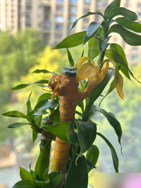 Cây trúc may mắn bị “cấm cửa” vì 4 lý do này: Hãy nghe lời khuyên của tôi - đừng trồng nó nữa!- Ảnh 5.