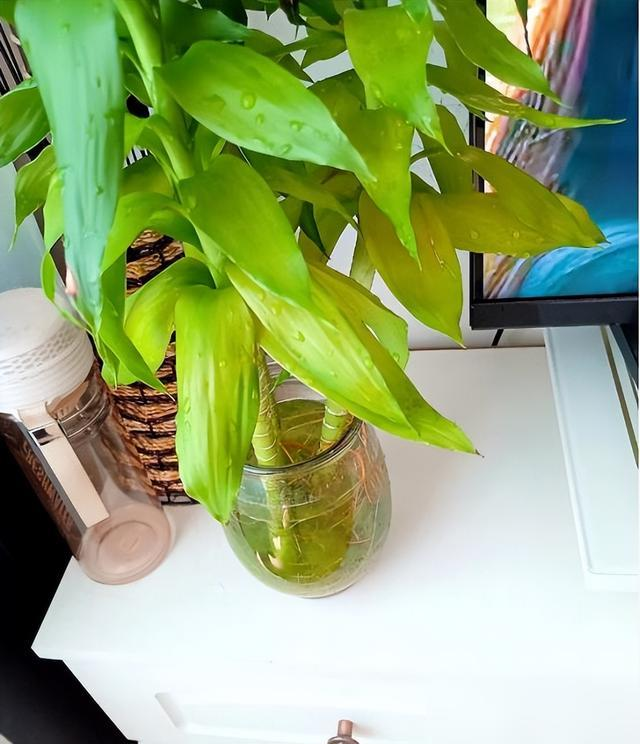 Cây trúc may mắn bị “cấm cửa” vì 4 lý do này: Hãy nghe lời khuyên của tôi - đừng trồng nó nữa!- Ảnh 8.