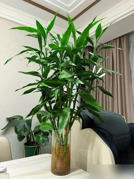 Cây trúc may mắn bị “cấm cửa” vì 4 lý do này: Hãy nghe lời khuyên của tôi - đừng trồng nó nữa!- Ảnh 7.