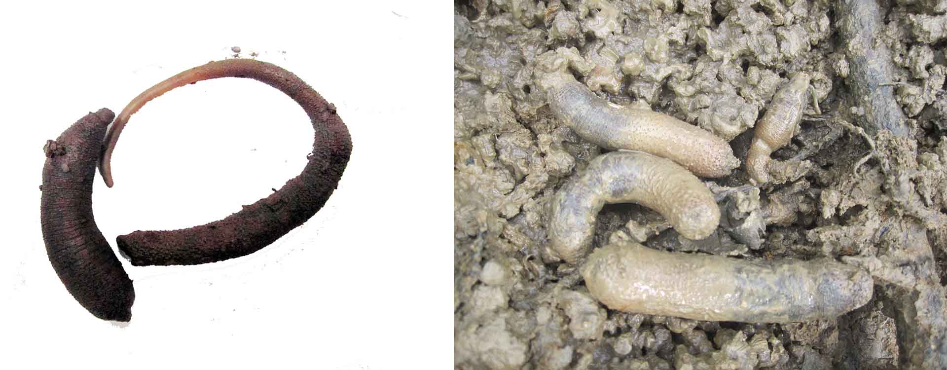 Báu vật của Cần Giờ đang cạn kiệt- Ảnh 1.