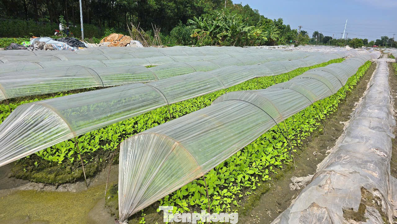 Lo khó giải phóng mặt bằng vì giá đất nông nghiệp dự kiến cao nhất 290.000 đồng/m2- Ảnh 2.