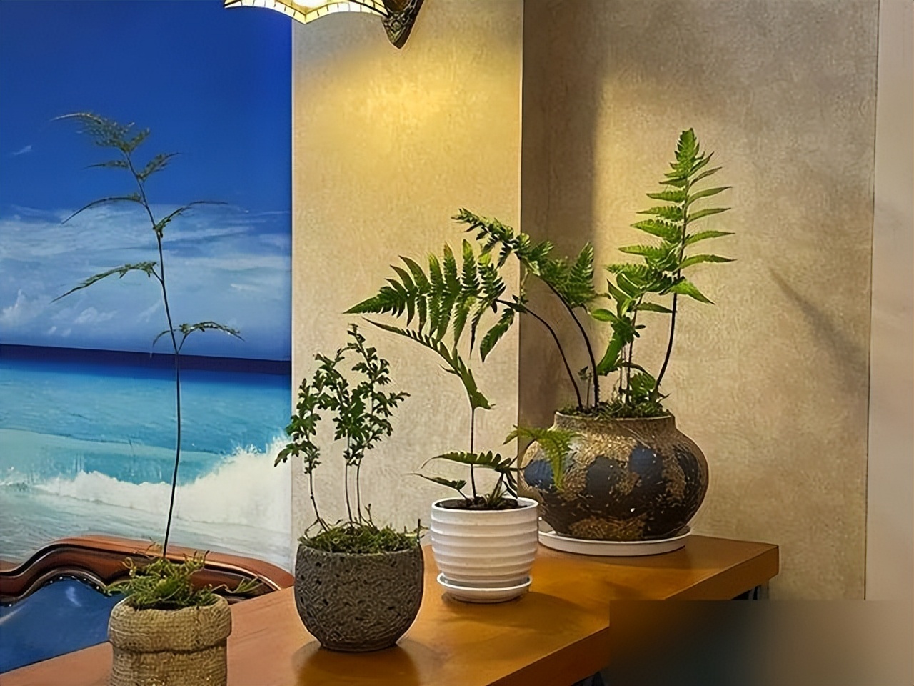 “Hoa âm không thể vào nhà dương”: 5 loại hoa tưởng đẹp nhưng dễ khiến nhà bạn bí bách, hao tài, nên dọn ra ngay- Ảnh 6. “Hoa âm không thể vào nhà dương”: 5 loại hoa tưởng đẹp nhưng dễ khiến nhà bạn bí bách, hao tài, nên dọn ra ngay- Ảnh 6.