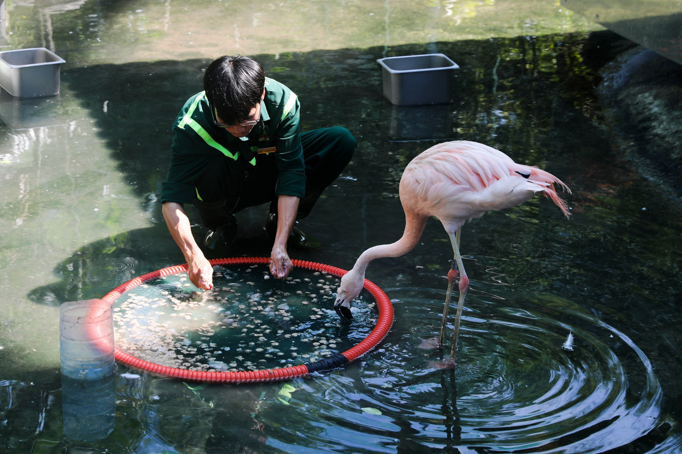 Kỳ tích hồng hạc con đầu tiên chào đời tại Thảo Cầm Viên sau 20 năm- Ảnh 6.