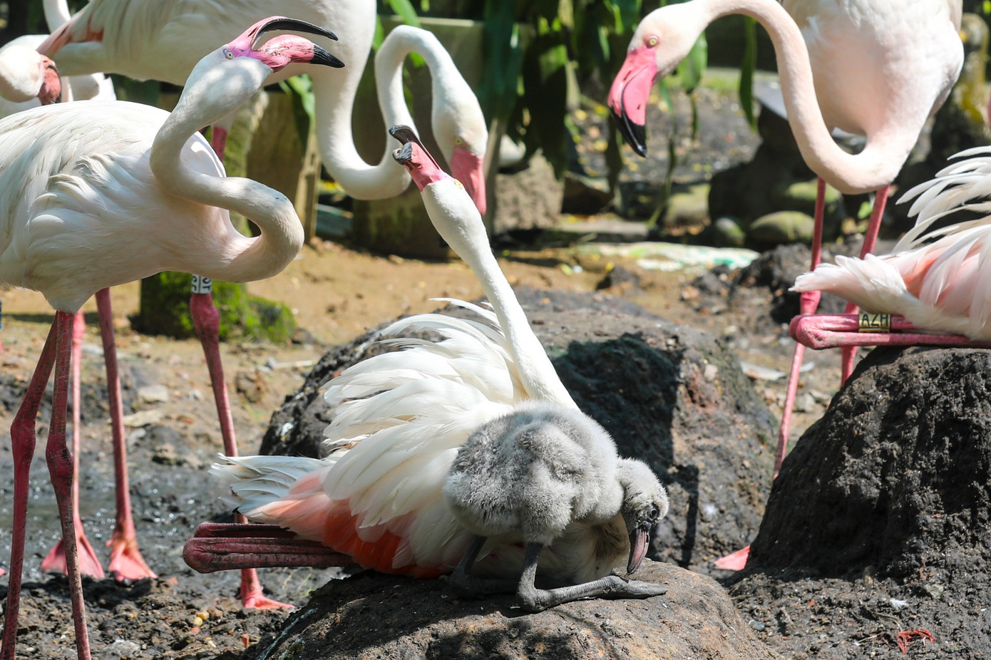 Kỳ tích hồng hạc con đầu tiên chào đời tại Thảo Cầm Viên sau 20 năm- Ảnh 4.