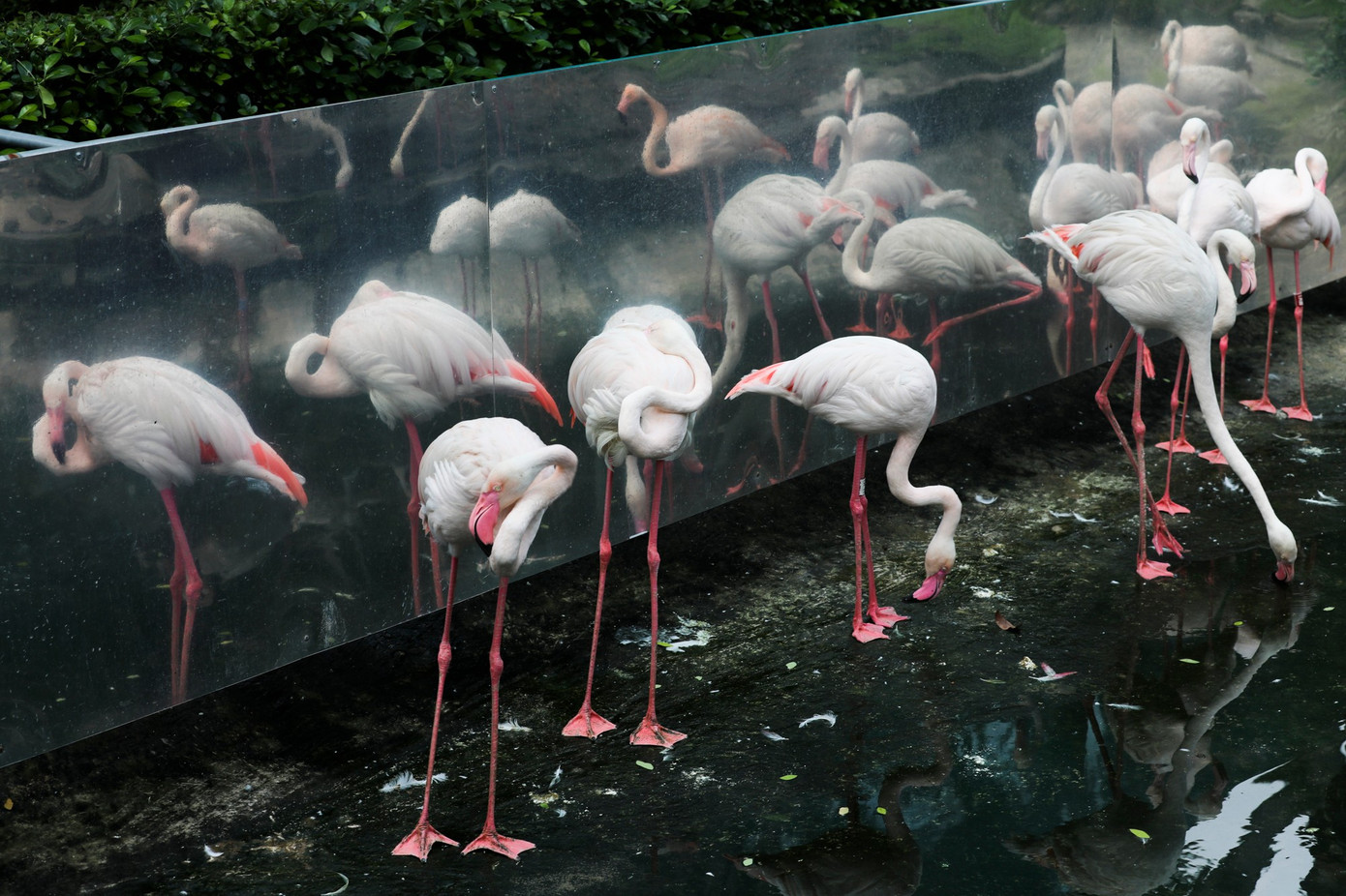 Kỳ tích hồng hạc con đầu tiên chào đời tại Thảo Cầm Viên sau 20 năm- Ảnh 12.