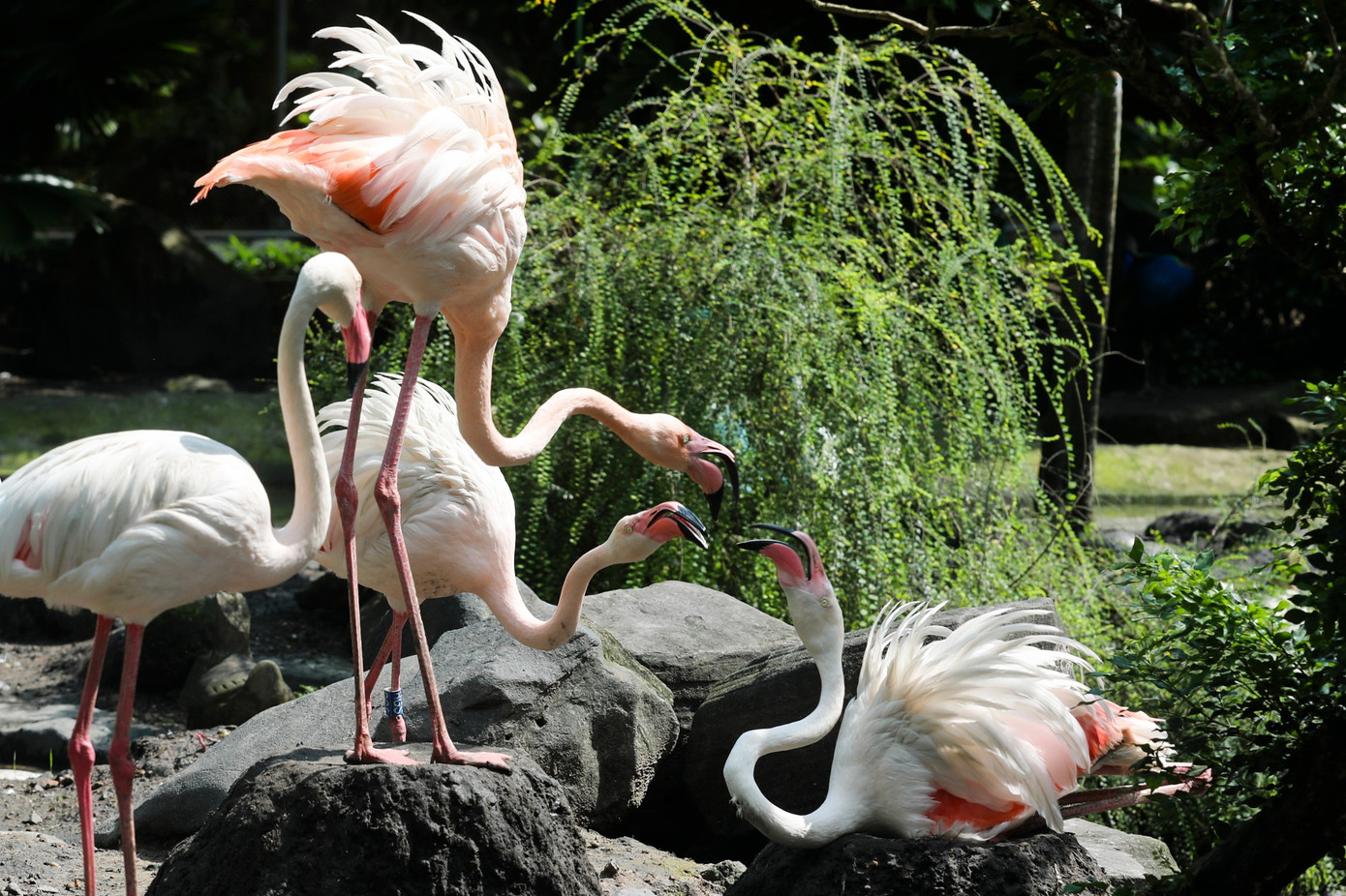 Kỳ tích hồng hạc con đầu tiên chào đời tại Thảo Cầm Viên sau 20 năm- Ảnh 14.