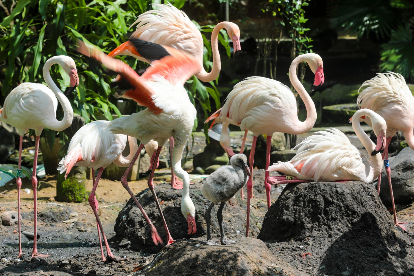 Kỳ tích hồng hạc con đầu tiên chào đời tại Thảo Cầm Viên sau 20 năm- Ảnh 3.