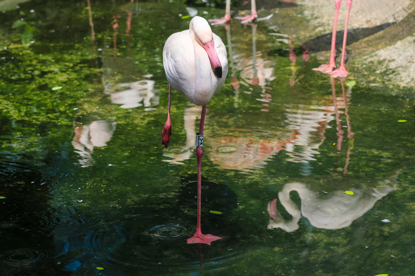 Kỳ tích hồng hạc con đầu tiên chào đời tại Thảo Cầm Viên sau 20 năm- Ảnh 15.