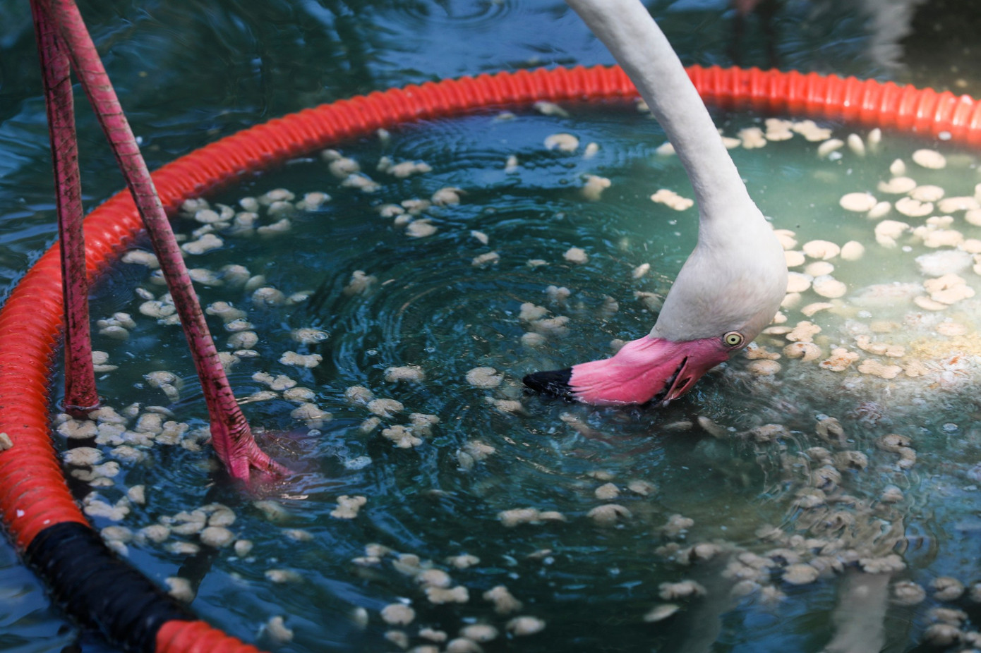 Kỳ tích hồng hạc con đầu tiên chào đời tại Thảo Cầm Viên sau 20 năm- Ảnh 8.