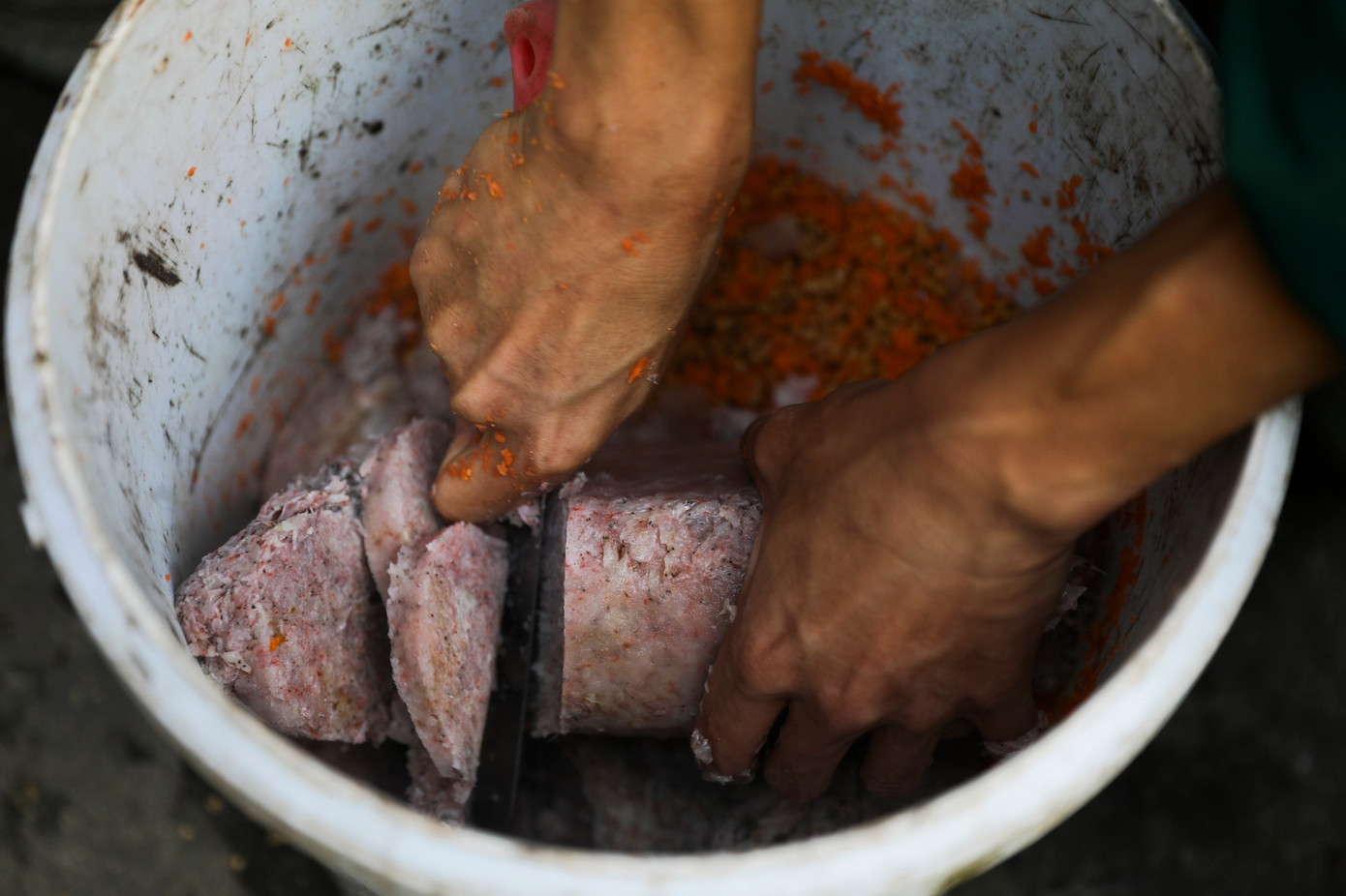 Kỳ tích hồng hạc con đầu tiên chào đời tại Thảo Cầm Viên sau 20 năm- Ảnh 5.