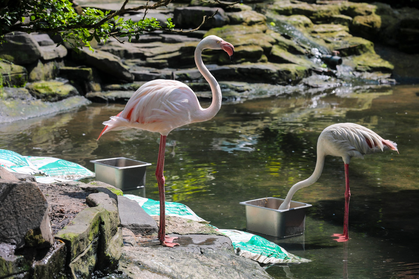 Kỳ tích hồng hạc con đầu tiên chào đời tại Thảo Cầm Viên sau 20 năm- Ảnh 9.