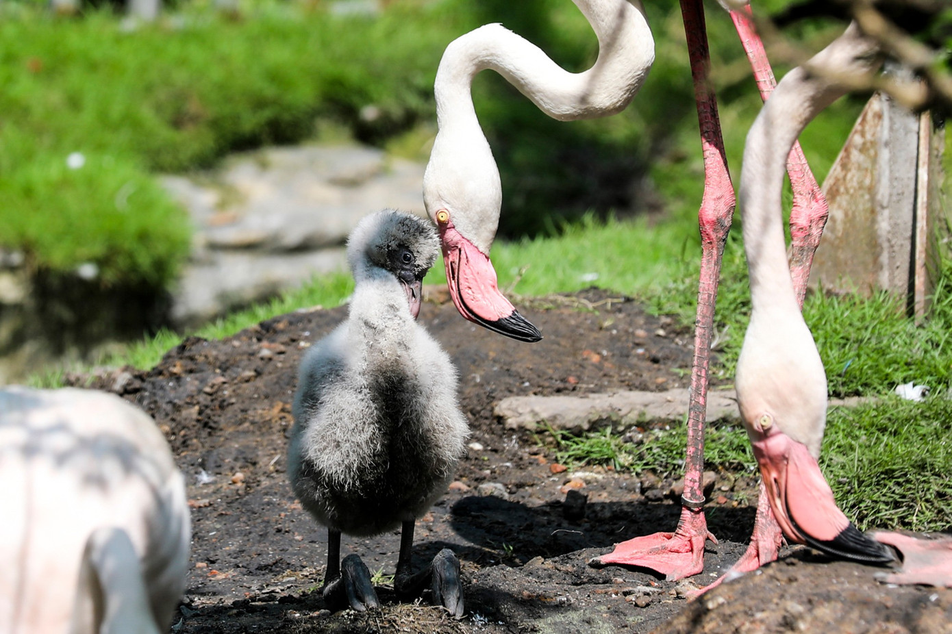 Kỳ tích hồng hạc con đầu tiên chào đời tại Thảo Cầm Viên sau 20 năm- Ảnh 1.