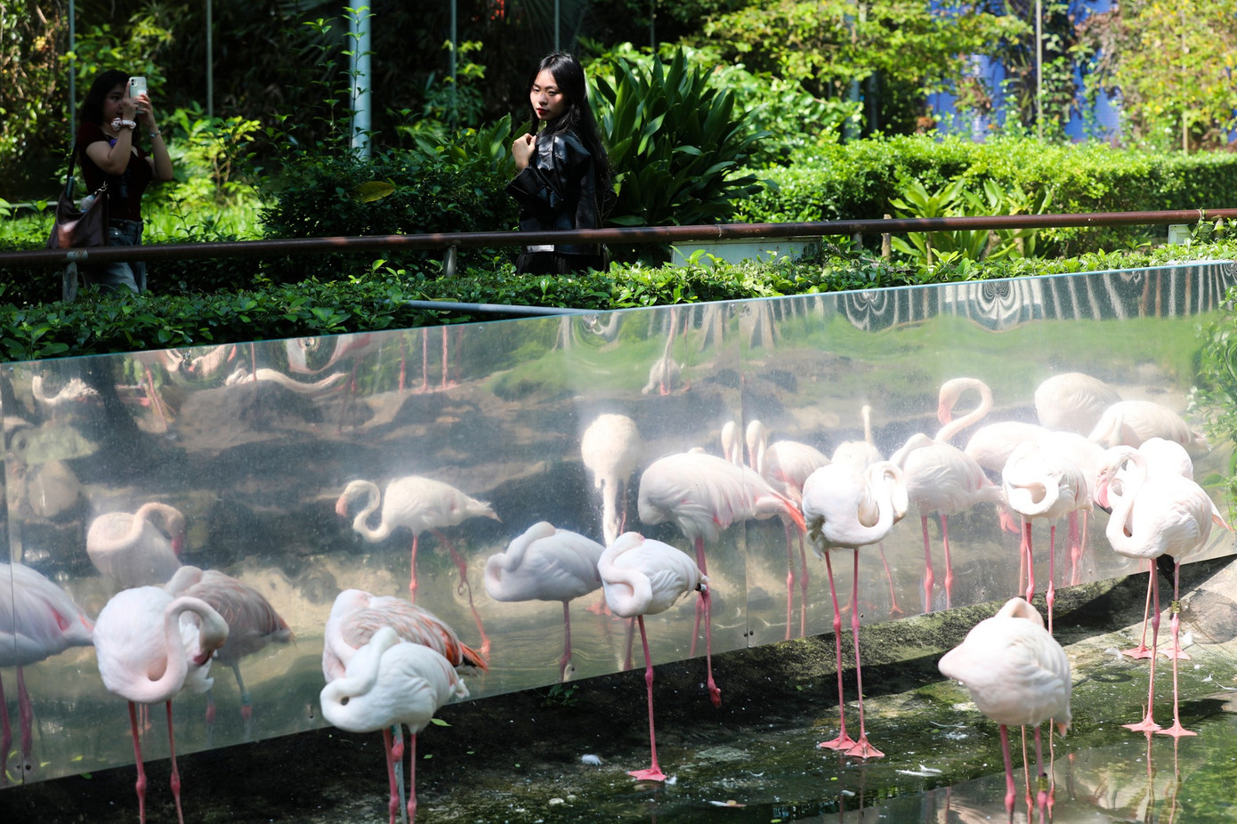 Kỳ tích hồng hạc con đầu tiên chào đời tại Thảo Cầm Viên sau 20 năm- Ảnh 10.