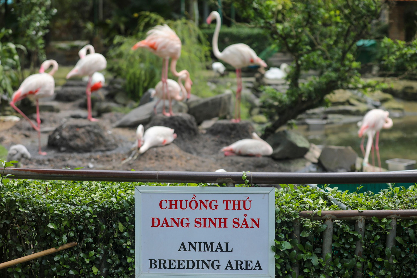 Kỳ tích hồng hạc con đầu tiên chào đời tại Thảo Cầm Viên sau 20 năm- Ảnh 11.
