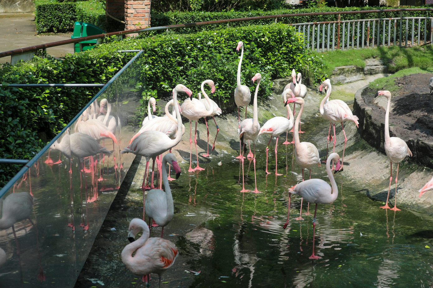 Kỳ tích hồng hạc con đầu tiên chào đời tại Thảo Cầm Viên sau 20 năm- Ảnh 17.