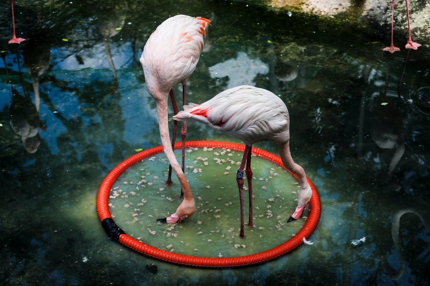 Kỳ tích hồng hạc con đầu tiên chào đời tại Thảo Cầm Viên sau 20 năm- Ảnh 7.