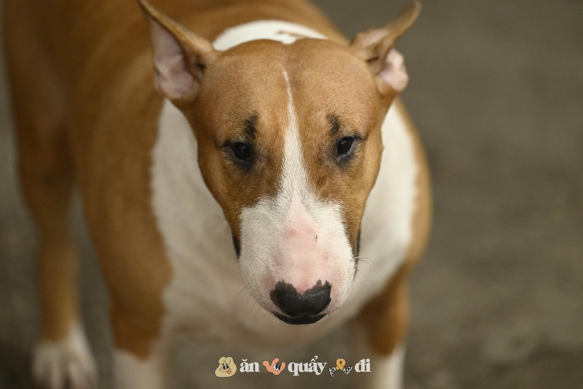 Khách xếp hàng từ sớm để gặp chú chó "nuôi được cả chủ" ở Hà Nội- Ảnh 4.