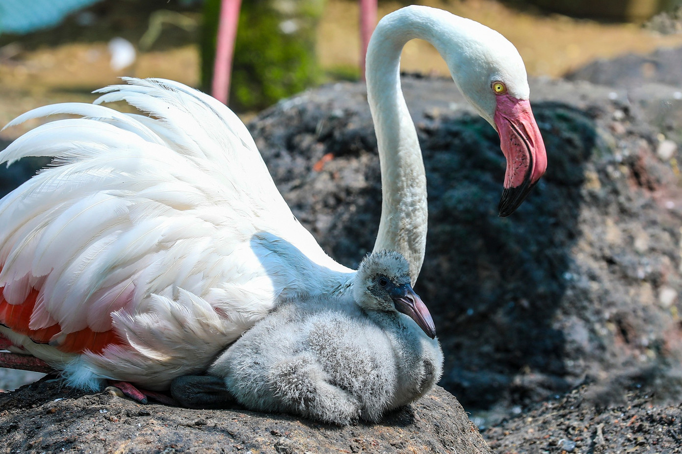 Kỳ tích hồng hạc con đầu tiên chào đời tại Thảo Cầm Viên sau 20 năm- Ảnh 2.