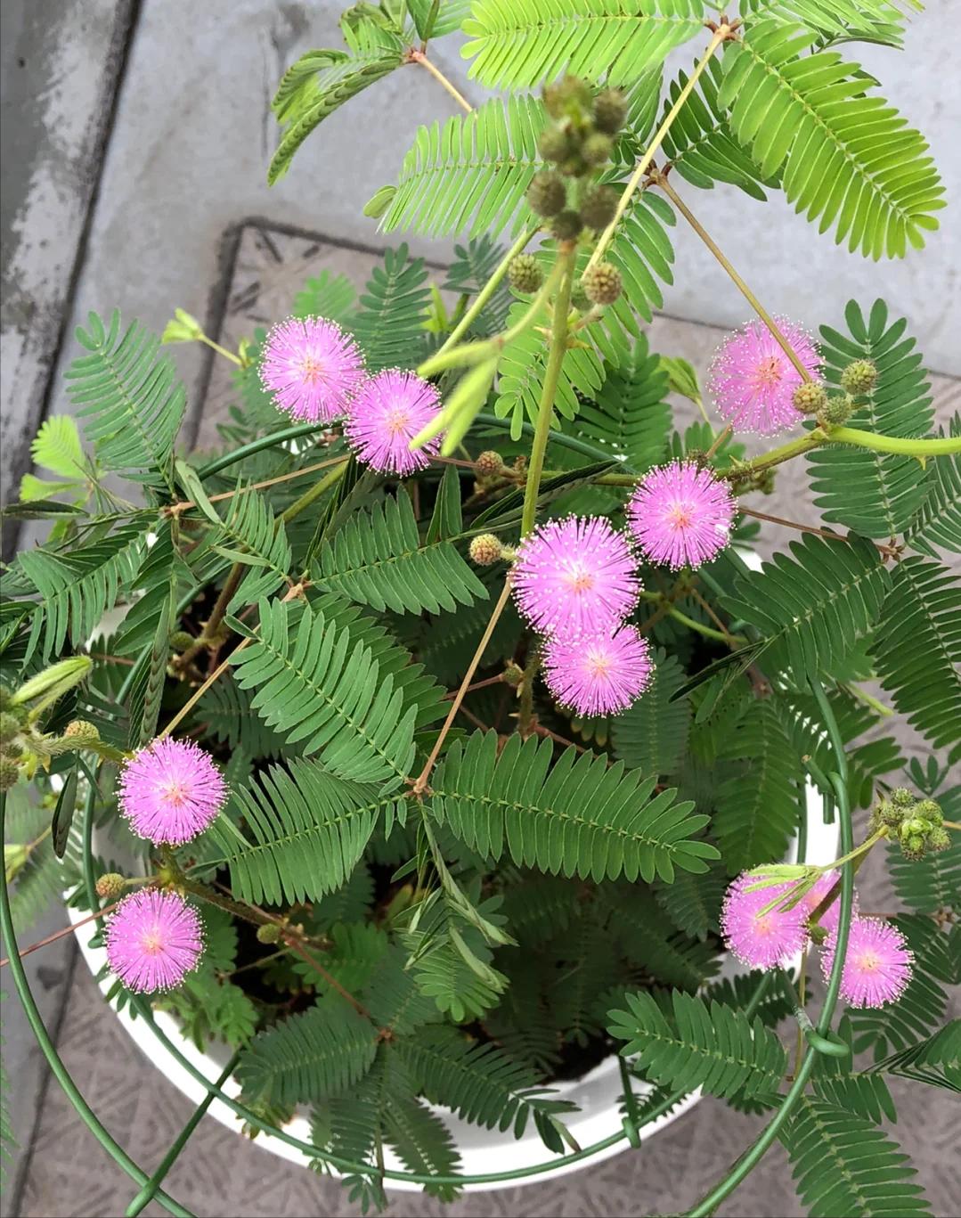 Phong thủy cảnh báo: 5 loại cây tuyệt đối không nên đặt ở phòng khách, kẻo “rước xui xẻo” và mất lộc trong nhà- Ảnh 5. Phong thủy cảnh báo: 5 loại cây tuyệt đối không nên đặt ở phòng khách, kẻo “rước xui xẻo” và mất lộc trong nhà- Ảnh 5.