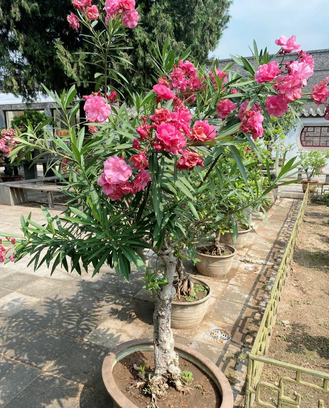 Phong thủy cảnh báo: 5 loại cây tuyệt đối không nên đặt ở phòng khách, kẻo “rước xui xẻo” và mất lộc trong nhà- Ảnh 2. Phong thủy cảnh báo: 5 loại cây tuyệt đối không nên đặt ở phòng khách, kẻo “rước xui xẻo” và mất lộc trong nhà- Ảnh 2.